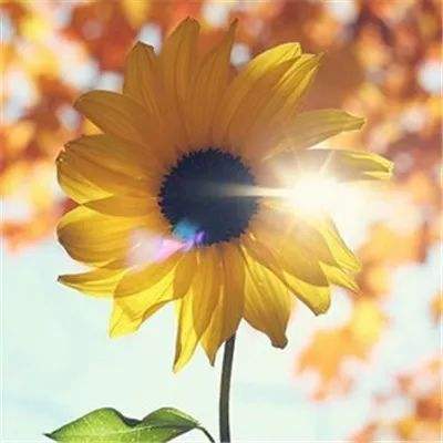 凤凰彩票app手机app下载